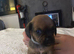 6 puppies ready from 24th October