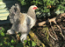 Brahma chicks