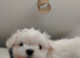 Cute faces baby maltese