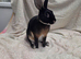 Beautiful temperament Mini rex male