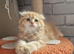 Scottish fold boy and girl