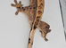 Crested Gecko Babies