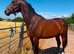 Family horse
