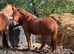 The Newforest Boys need new family's!!