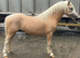 Pretty 3 year old gelding