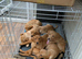 Red and golden lab puppies
