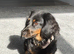 2 yo Mini Long Haired Dachshund