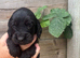 Working cocker spaniels
