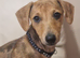 Dachshund famale