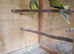 Elegant Grass Parakeets