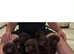 F1 cockopoo Puppys