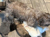 imperial shih tzu ready now