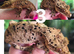 Dalmatian crested gecko breeding group