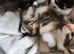 Ragdoll mixed kittens for sale
