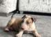 English bull terrier girl
