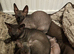 Sphinx Canadian
