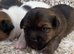 Jack Russell puppies