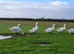 Premium Large-Strain Embden Breeding Stock