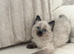 Maine Coon x Ragdoll Kittens