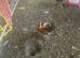 Small bantam cock birds