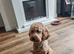 4 year old male cockapoo