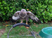 Male Buzzard