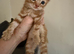Beautiful Maine coone /shorthair kittens for sale