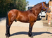 Stunning 13.1 gelding.
