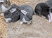 Rabbits for sale