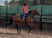 Thoroughbred gelding