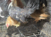 Mini seremas chicks 3 months old