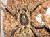Spiderlings/ Juveniles