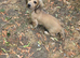REHOME cream longhaired miniature dachshund puppy