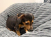Jack Russell Puppy boy