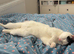 Gorgeous female cat - ready for loving home