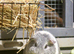 Stunning grey and white guinea pig
