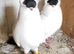 Black helmt breedr pair