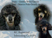 Phantom toy poodle for stud
