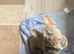 French bulldog female