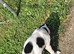 Saluki x greyhound