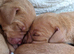 Beautiful Hungarian Vizsla Puppies