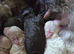 Cockapoo puppies