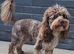 F1BB Standard poodle x toy cockapoo