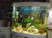 Loaches
