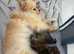 3 beautiful Pomeranian pups