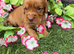 Cocker spaniel pups