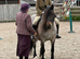 10yr old 14.1hh Pure Bred Dales Mare
