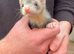 Ferret kits ready now