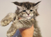 tica registered females mainecoon shaded line