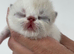 stunning exotic kittens